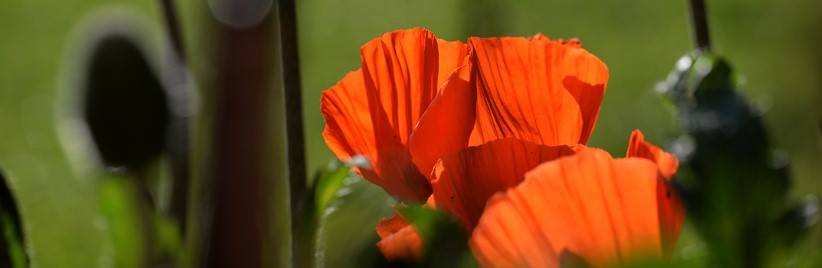 Blumen